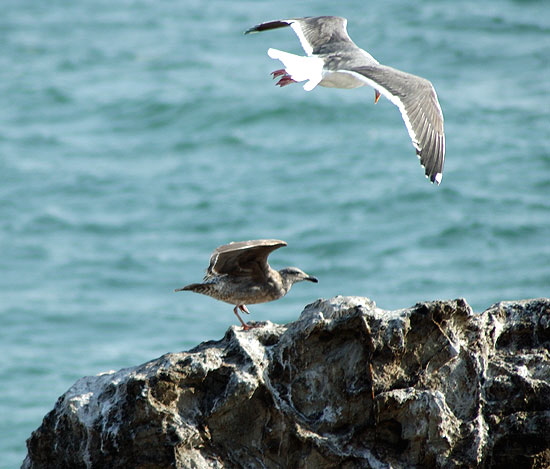 Gulls at the beach between Topanga State Beach and the Malibu Pier -