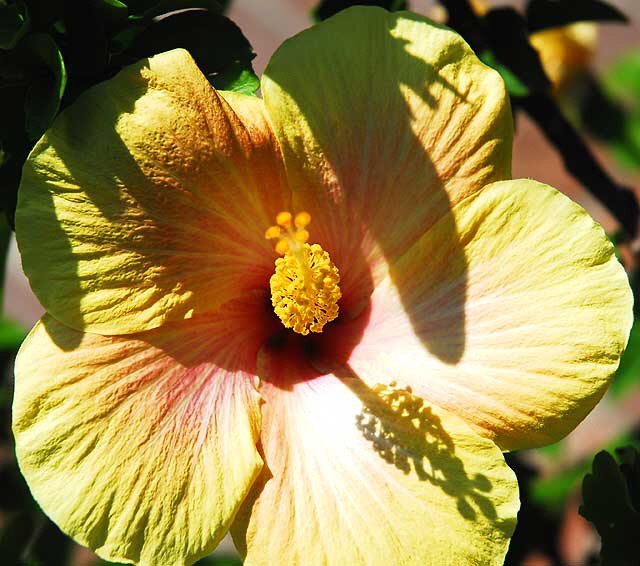 Bloom, curbside, San Vicente Boulevard, West Hollywood