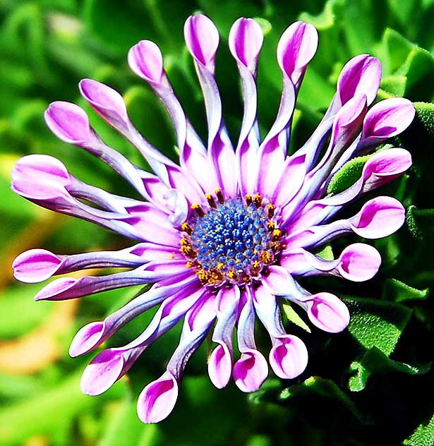 Bloom, curbside, San Vicente Boulevard, West Hollywood