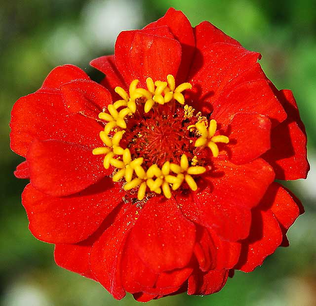 Bloom, curbside, San Vicente Boulevard, West Hollywood