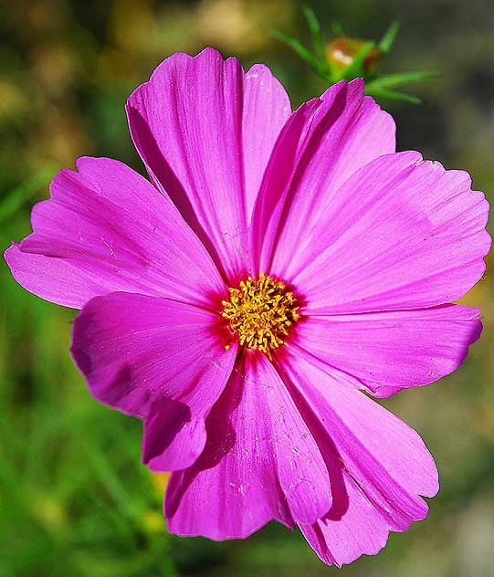 Bloom, curbside, San Vicente Boulevard, West Hollywood