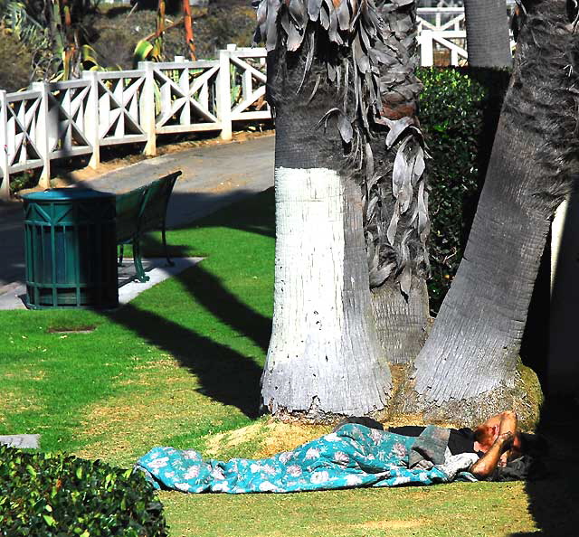 Homeless sleeper, Palisades Park, Santa Monica 