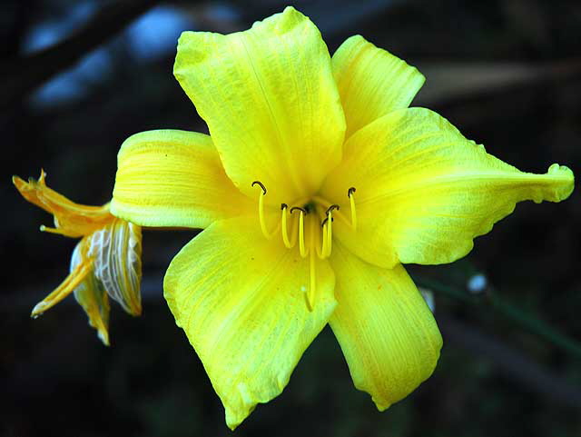 Day Lily in shadow 