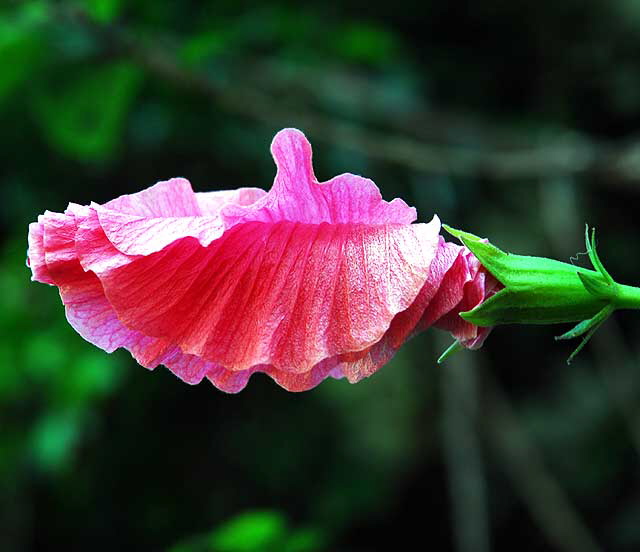 Hibiscus bud 