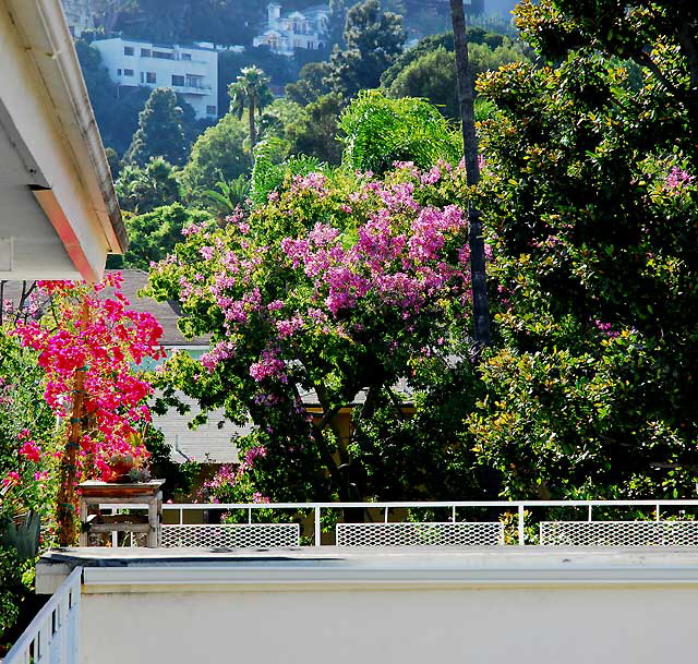 The Hollywood Hills as seen from North Laurel Avenue at Selma, Saturday, September 20, 2008