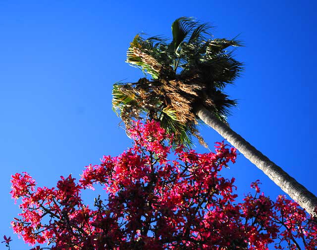 Coral Tree, Palm Tree