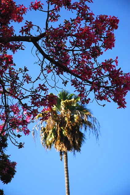 Coral Tree, Palm Tree