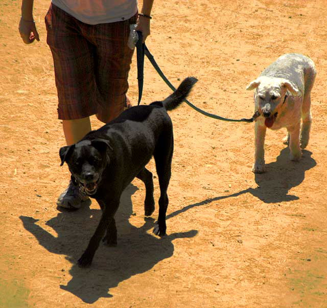 Walking two dogs on the Hollyridge Trail, Mount Lee, Hollywood