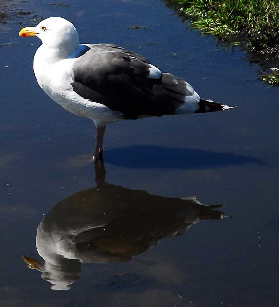 Gull in puddle
