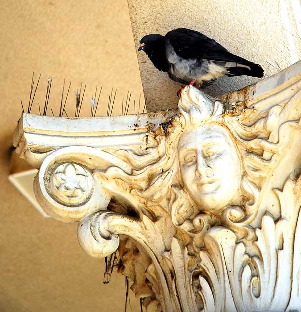 Pigeon on ionic column