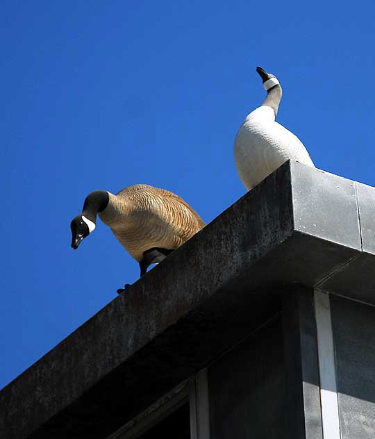 Fake Geese