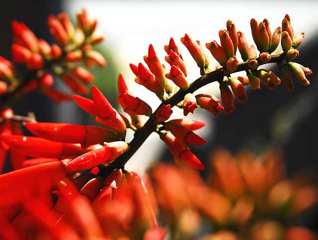 Coral Tree