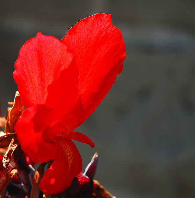 Red Canna Lily