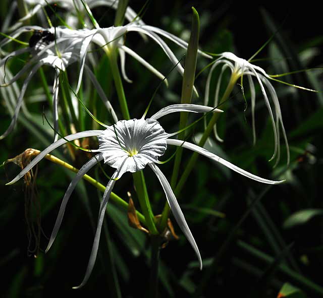 Spider Bloom