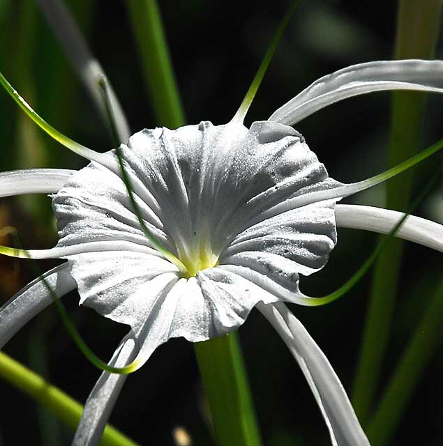 Spider Bloom