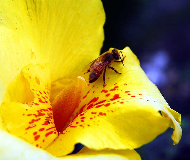 Bee in Canna Lily