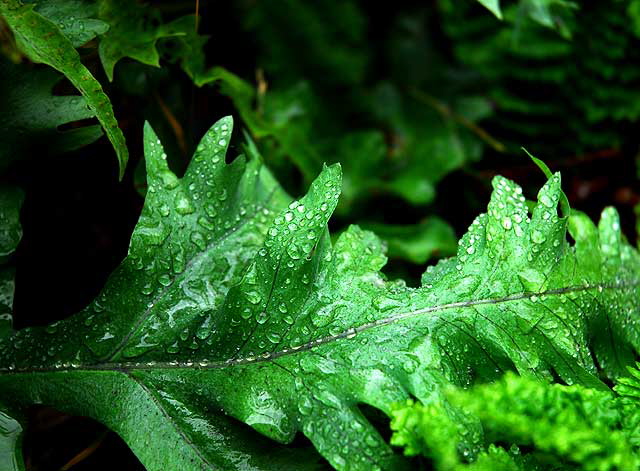 Wet Fern