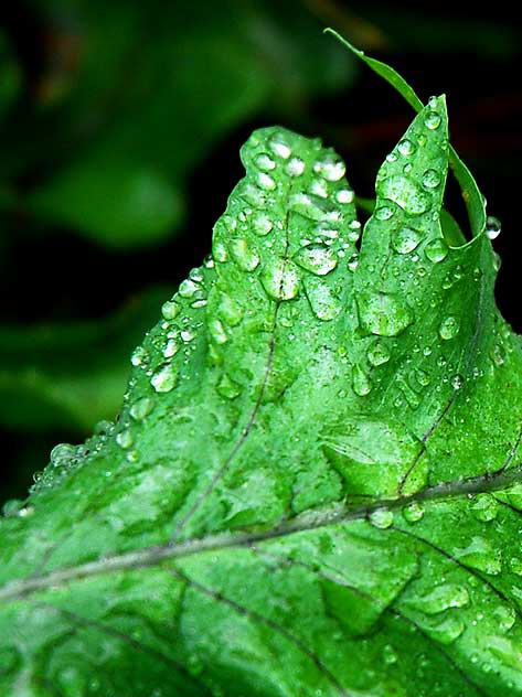 Wet Fern