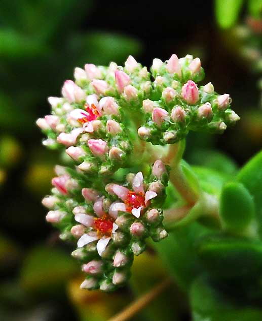 Wet Succulent 