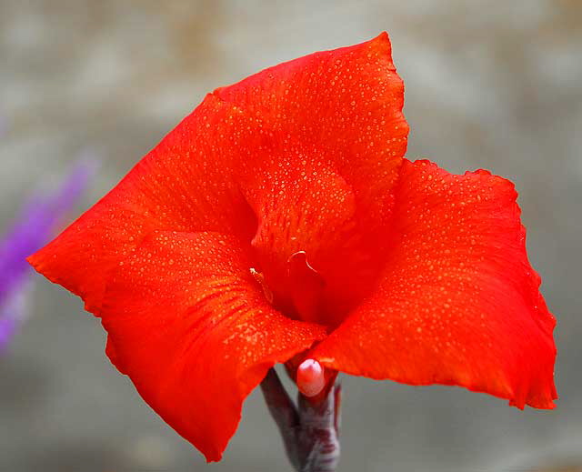 Canna Lily