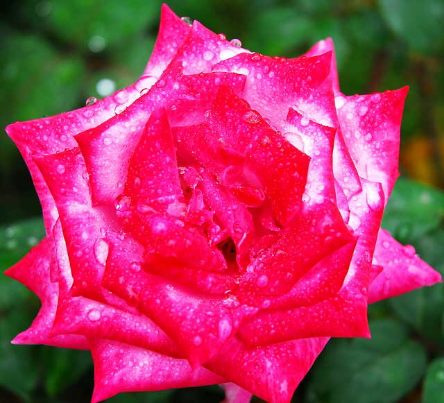 Wet Rose