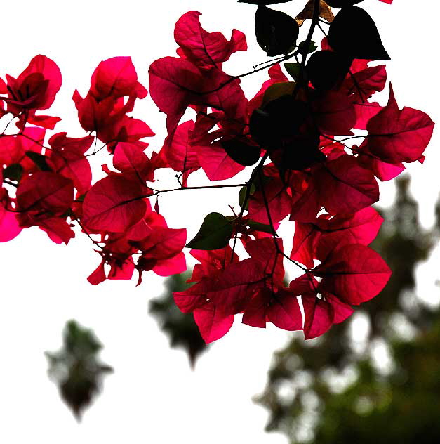 Bougainvillea and Palms