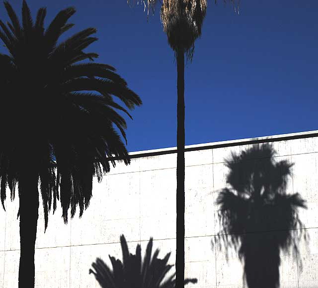 Palms, Shadows, Blue Sky