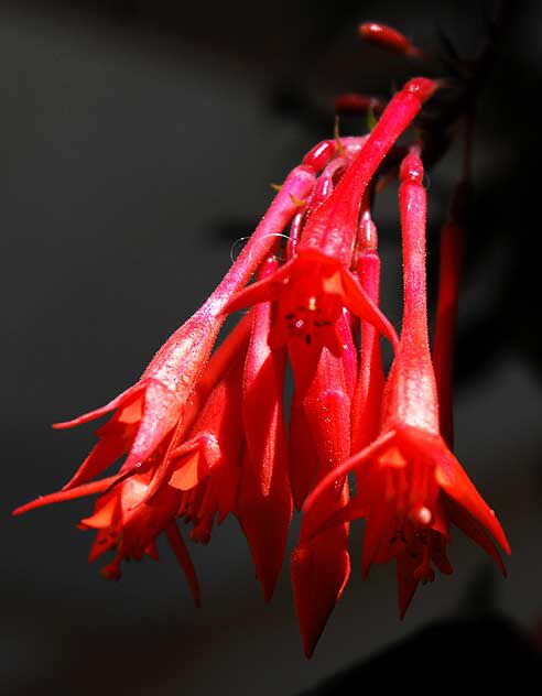 Trumpet Vine