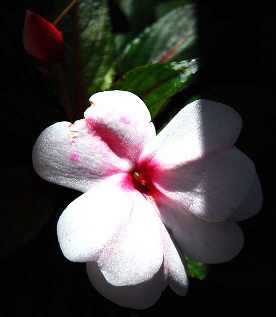 Pink Shadow