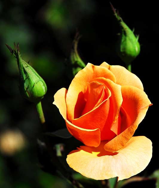 Rose close-up, October light - curbside in Beverly Hills