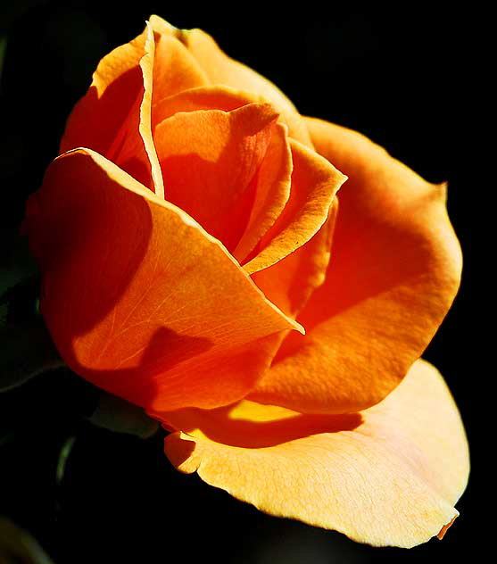 Rose close-up, October light - curbside in Beverly Hills