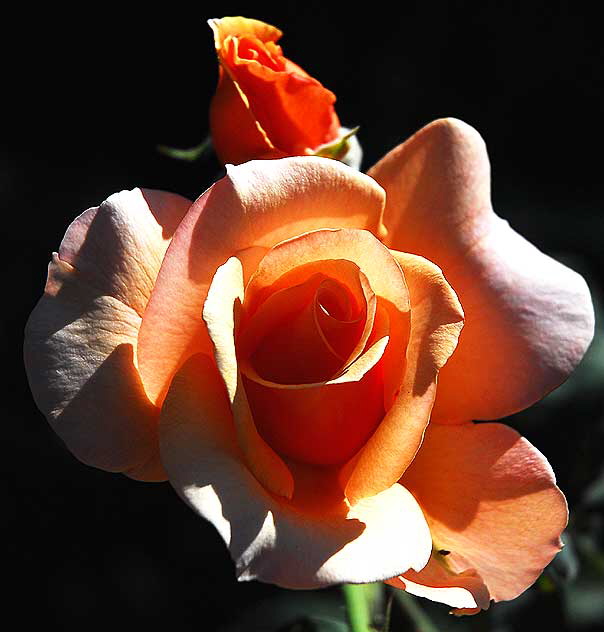 Rose close-up, October light - curbside in Beverly Hills