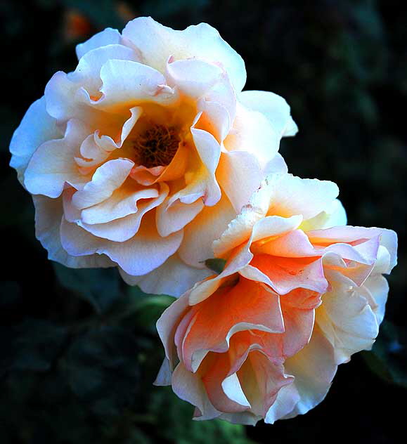 Rose close-up, October light - curbside in Beverly Hills