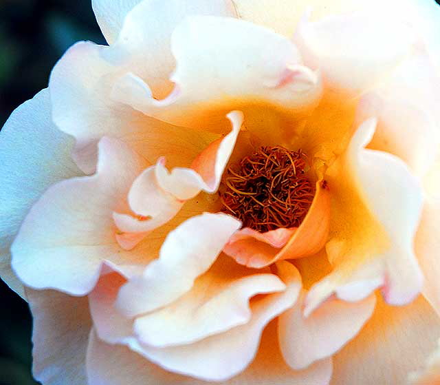 Rose close-up, October light - curbside in Beverly Hills