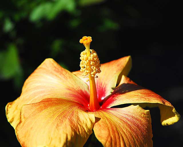 Hibiscus