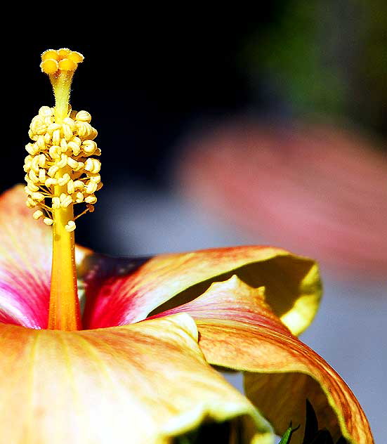 Hibiscus