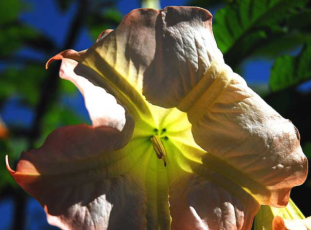 Trumpet Vine 