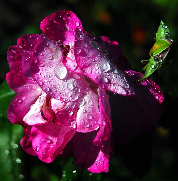 Wet Rose