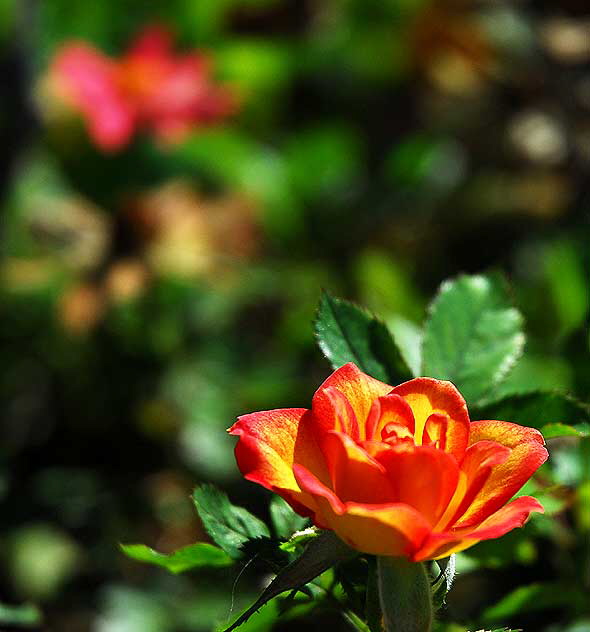 Lonely orange bloom...