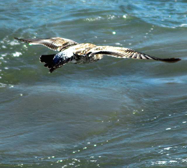Seagull in flight, Malibu