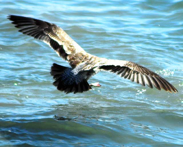 Seagull in flight, Malibu
