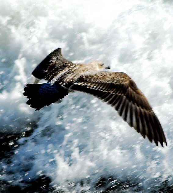 Seagull in flight, Malibu