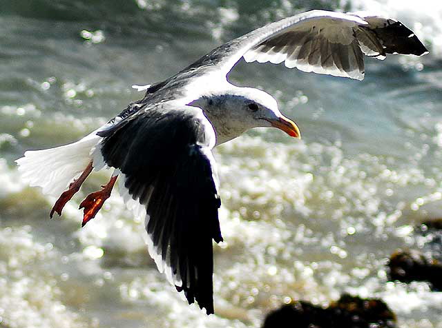 Seagull in flight, Malibu