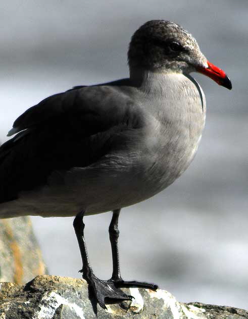 Seagull, Malibu