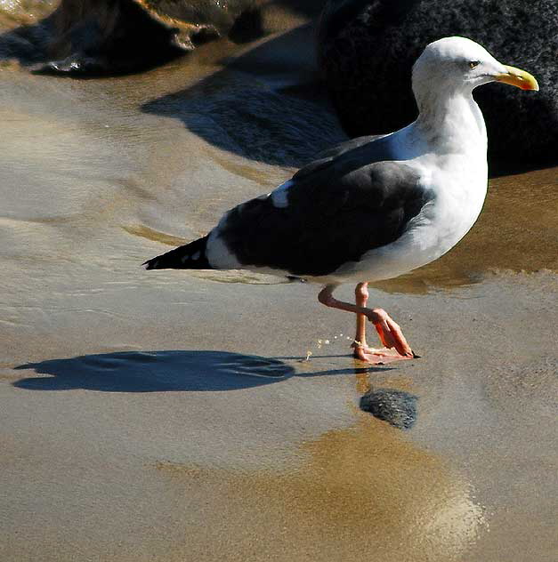 Seagull, Malibu