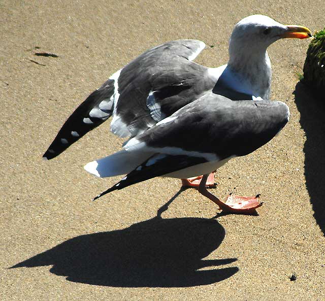 Seagull, Malibu