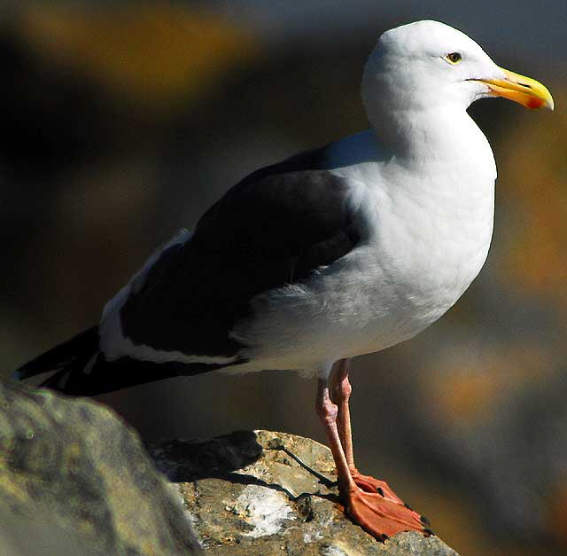 Seagull, Malibu