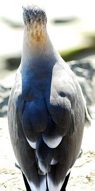 Seagull, Malibu