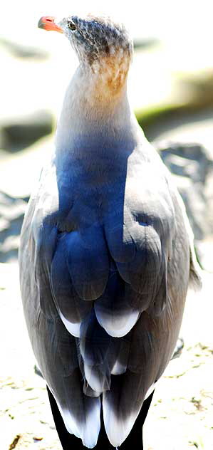 Seagull, Malibu