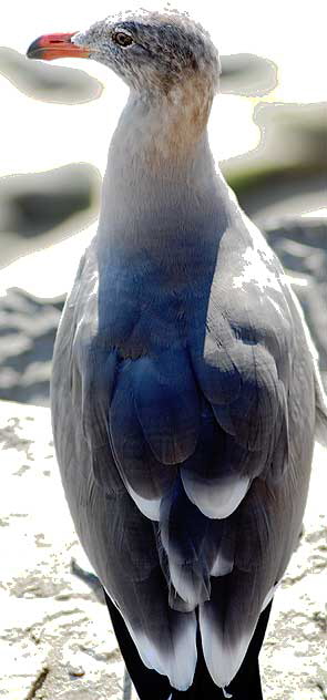 Seagull, Malibu